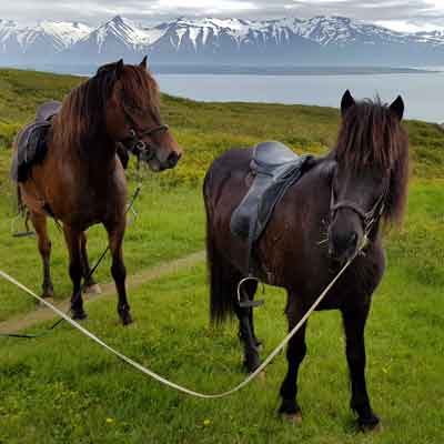 Tr&ouml;llskagi:  Ausritt Tvistur